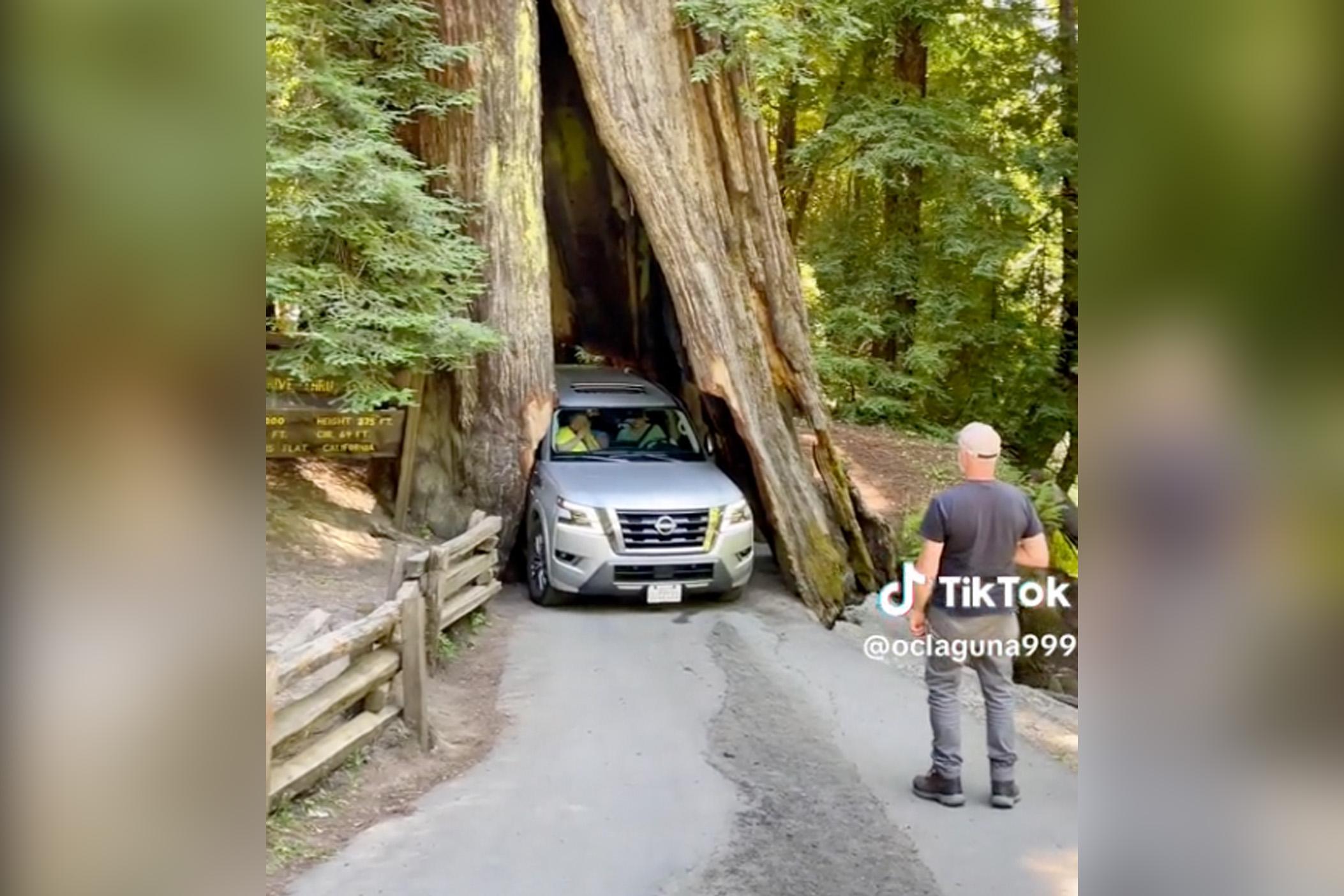 Nissan SUV wiggles through 3000 year old tree CarExpert