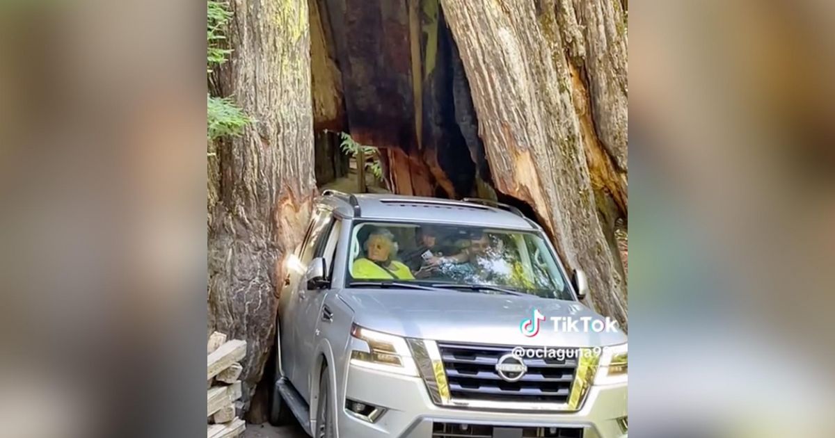 Nissan SUV wiggles through 3000 year old tree CarExpert