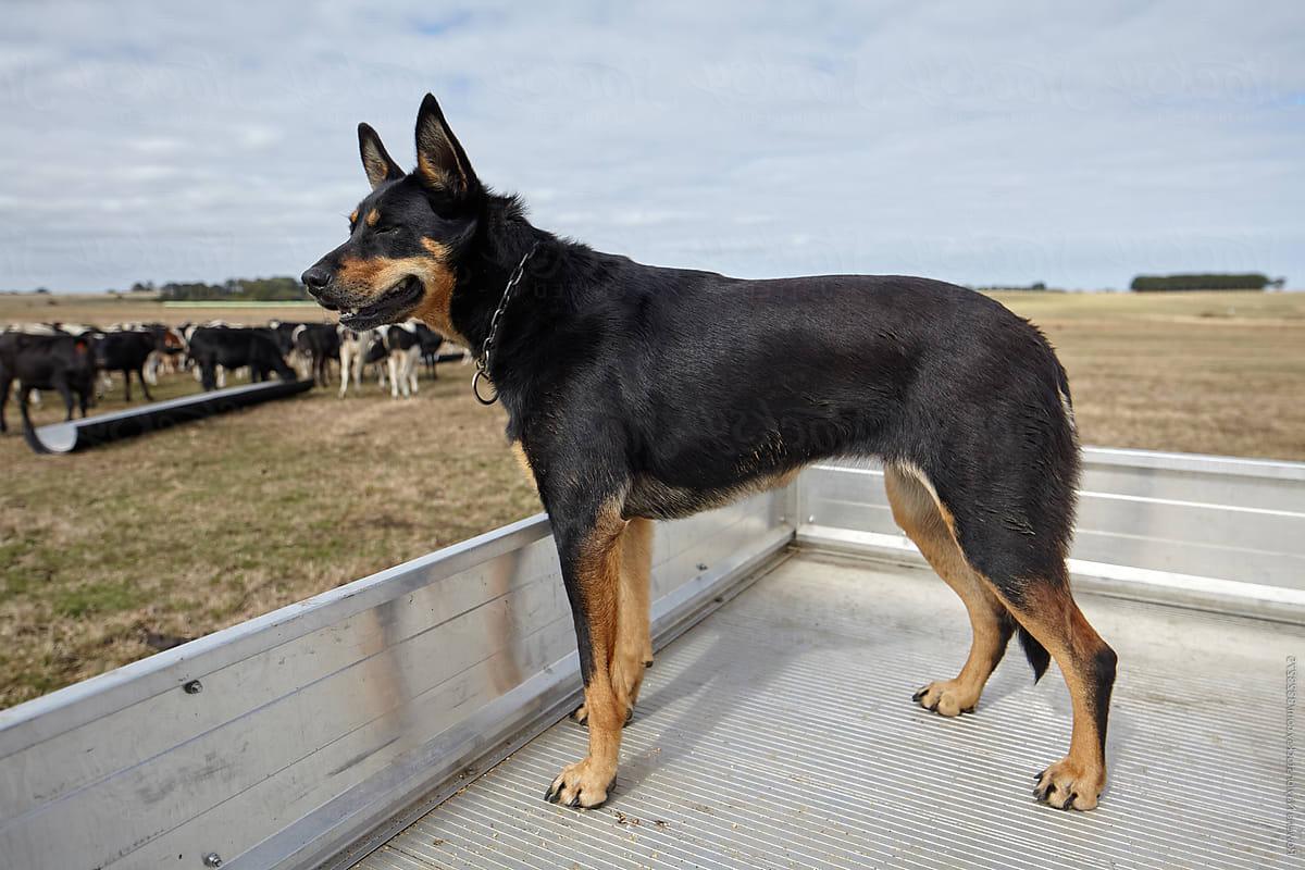 Is it legal to have a dog in the back of my ute?
