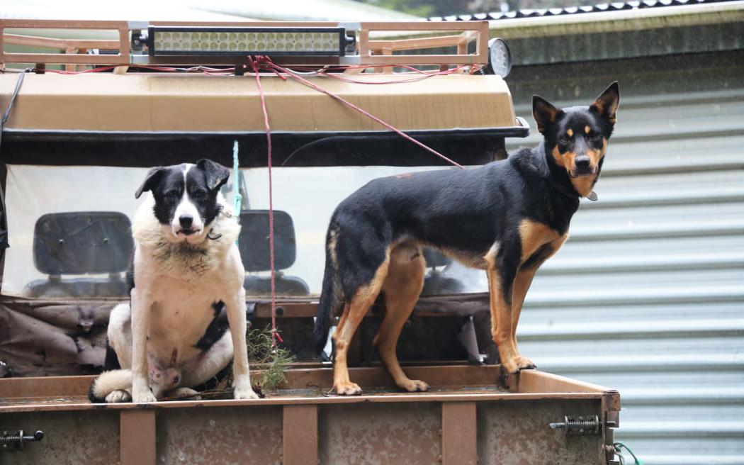 Is it legal to drive with your dog in the front seat in Australia