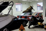 Two classic BMWs damaged by moose on the loose in dealership