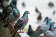 How pigeons trapped 200 drivers in a carpark