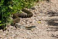 Tiger snake terrorises driver on busy Melbourne freeway