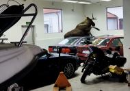 Two classic BMWs damaged by moose on the loose in dealership