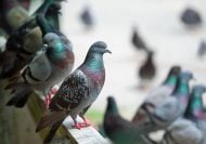 How pigeons trapped 200 drivers in a carpark