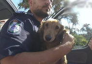 Police warn against leaving pets, children in cars after rescuing hot dog