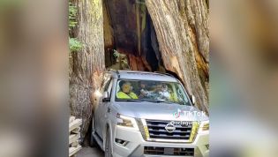 Nissan SUV wiggles through 3000-year old tree