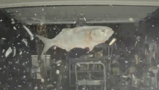 Tesla dashcam catches flying fish smashing windscreen