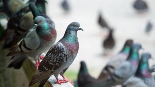 How pigeons trapped 200 drivers in a carpark