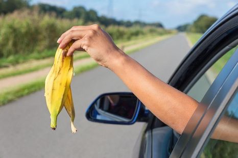 Can I throw apple cores and banana peels out of the car window?
