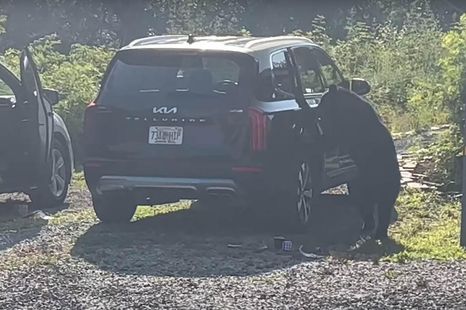There's a bear in there... and these car owners have a story to tell