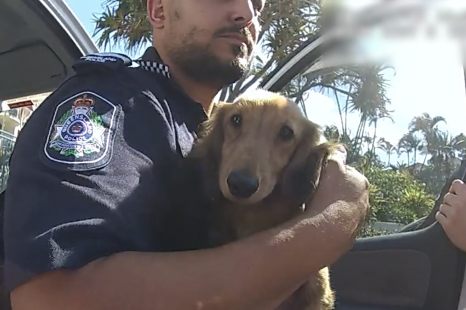 Police warn against leaving pets, children in cars after rescuing hot dog