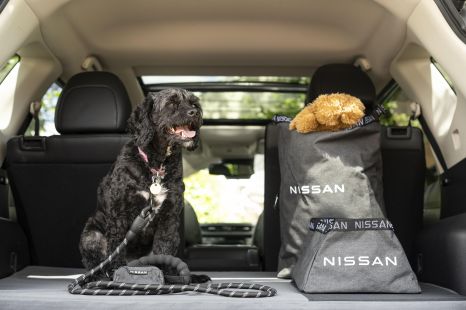 Is it illegal to drive with my dog in my lap?