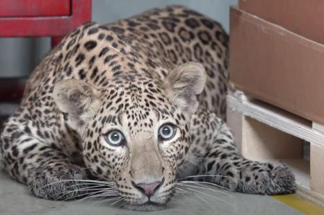 Leopard wanders into Mercedes Benz plant, adding to production delays