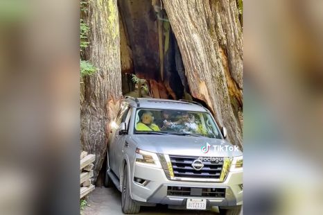 Nissan SUV wiggles through 3000-year old tree