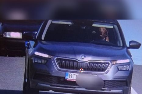 Barking mad speeding dog lands owner in hot water