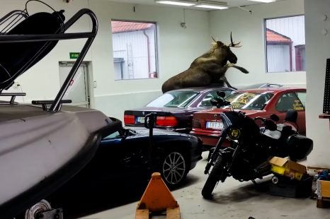 Two classic BMWs damaged by moose on the loose in dealership