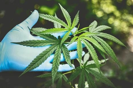 Relaxing of state drug-driving laws proposed for medicinal cannabis users – report