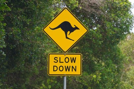Kangaroo crash prevention tech “possible”