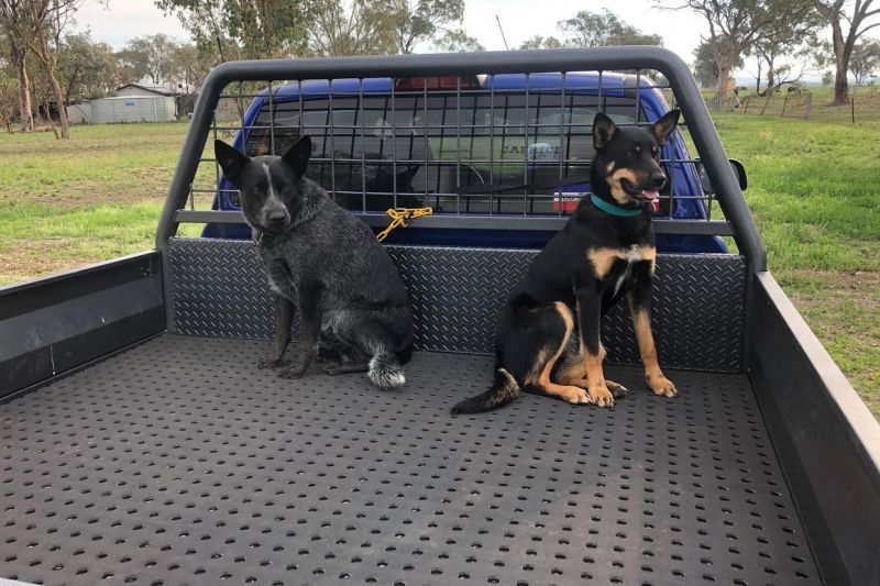 Is it legal to have a dog in the back of my ute?