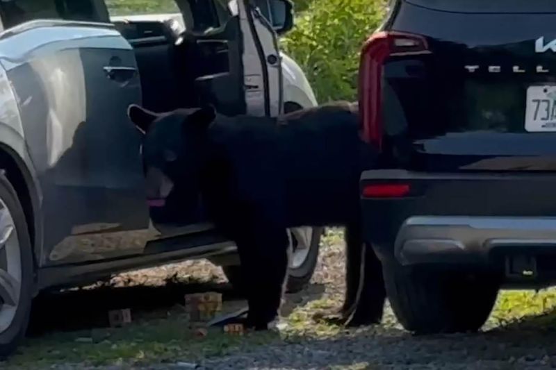 There's a bear in there... and these car owners have a story to tell