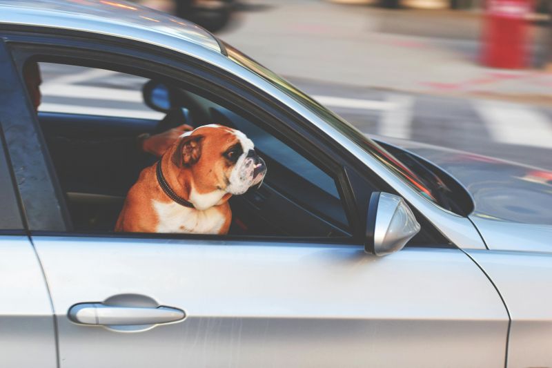 Is it legal to drive with your dog in the front seat in Australia?