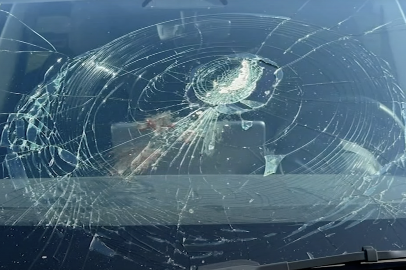 Tesla dashcam catches flying fish smashing windscreen