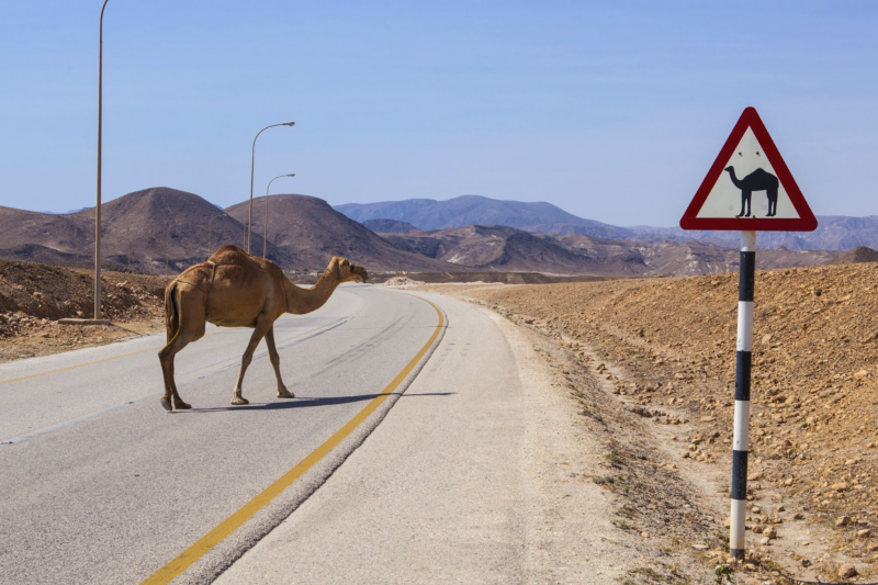 Unusual road rules from around the world