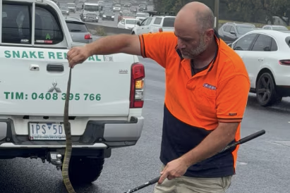 Tiger snake terrorises driver on busy Melbourne freeway