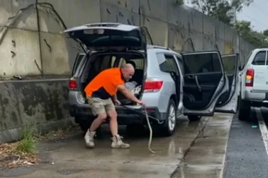 Tiger snake terrorises driver on busy Melbourne freeway