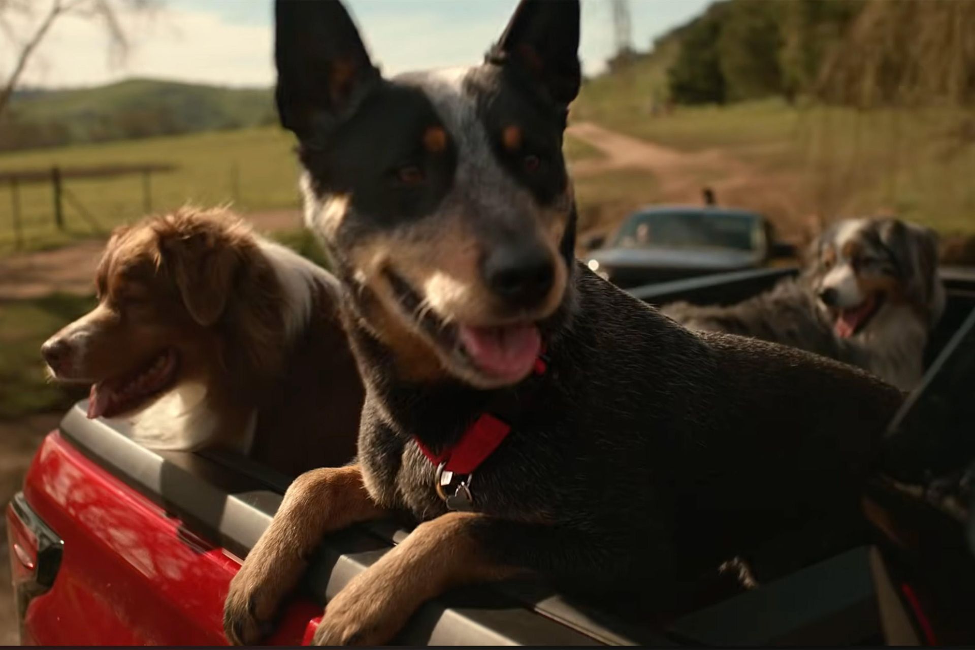 Inspiring Dog In Toyota Commercial Pictures