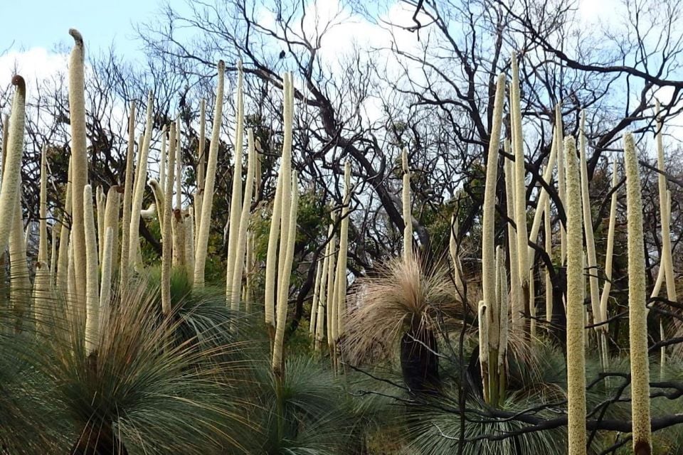 Photo Credit: Save The Holden Bushlands