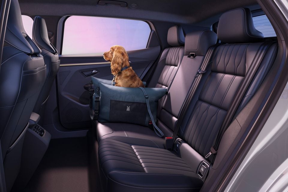 A golden Cocker Spaniel sitting in a pet carrier on the rear seat of a Renault Scenic E-Tech Electric, looking out the window