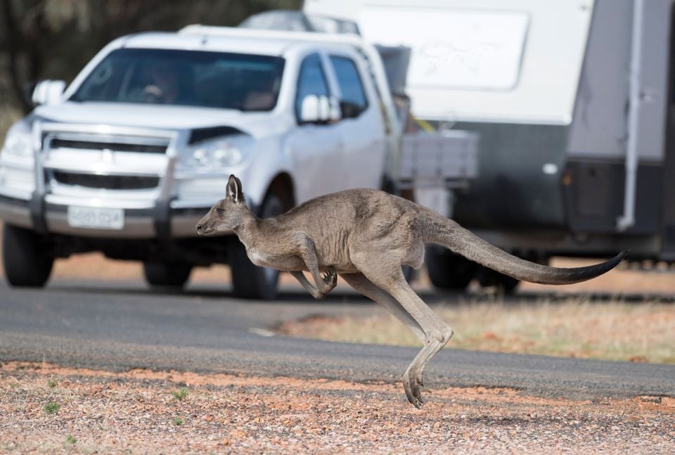 A kangaroo bounding across a road in front of a white ute towing a caravan in outback Australia